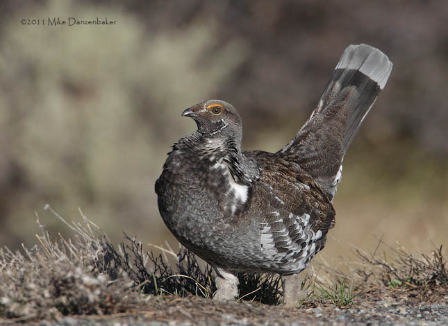 Dusky Grouse (Dendragapus obscurus) photo image