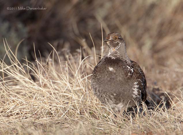 Dusky Grouse (Dendragapus obscurus) photo image