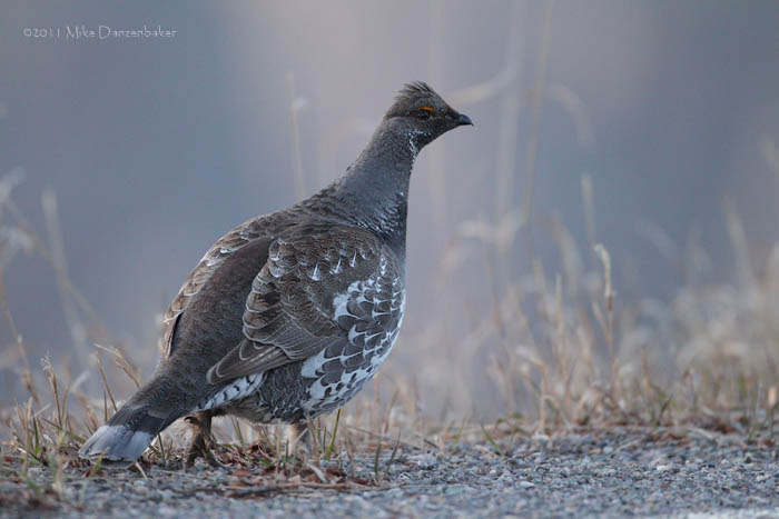Dusky Grouse (Dendragapus obscurus) photo image
