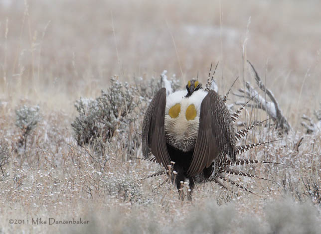 Gunnison Grouse (Centrocercus minimus) photo image
