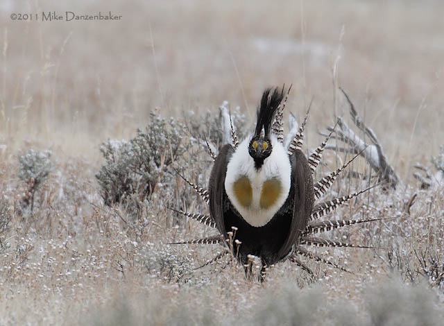 Gunnison Grouse (Centrocercus minimus) photo image