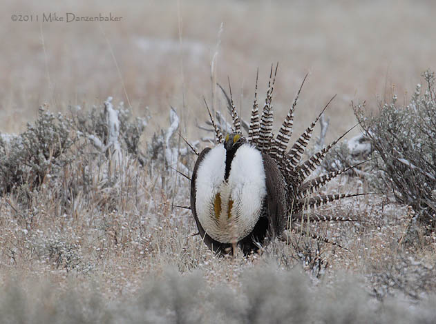 Gunnison Grouse (Centrocercus minimus) photo image