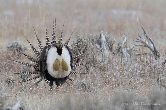Gunnison Grouse (Centrocercus minimus) photo image