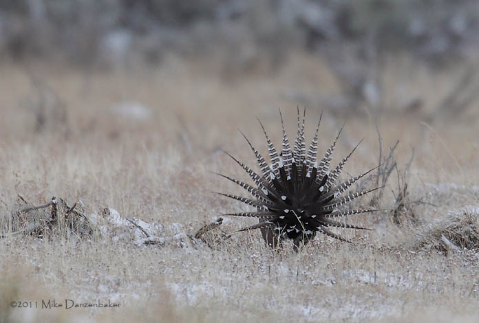 Gunnison Grouse (Centrocercus minimus) photo image