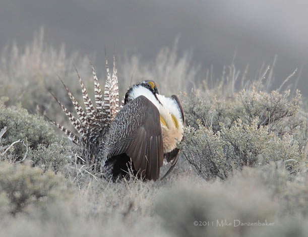 Gunnison Grouse (Centrocercus minimus) photo image