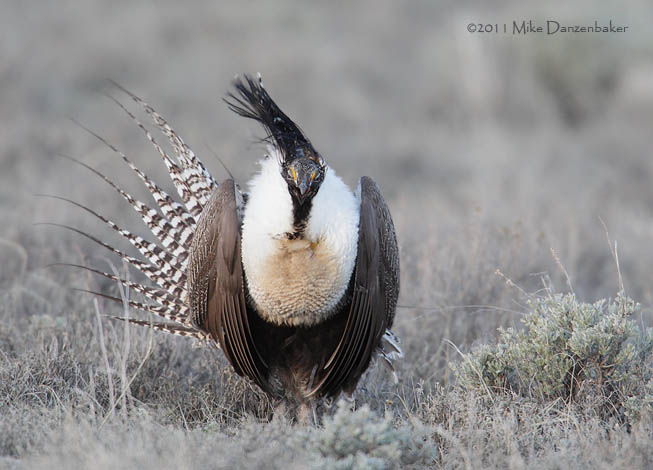 Gunnison Grouse (Centrocercus minimus) photo image