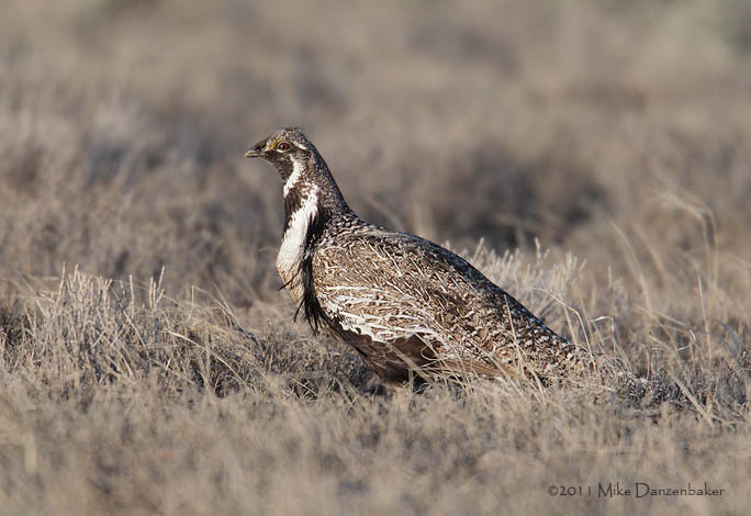 Gunnison Grouse (Centrocercus minimus) photo