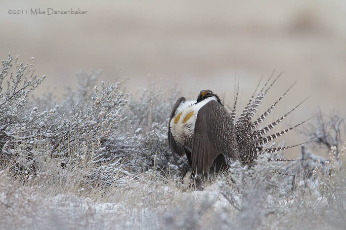 Gunnison Grouse (Centrocercus minimus) photo