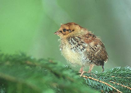 Hazel Grouse (Tetrastes bonasia) photo image