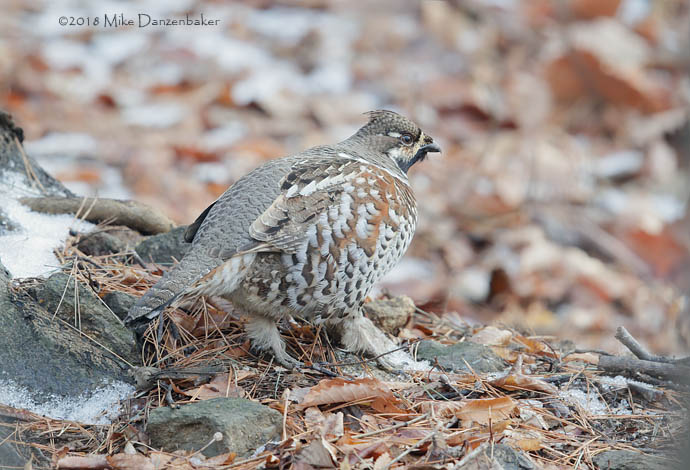 Hazel Grouse (Tetrastes bonasia) photo