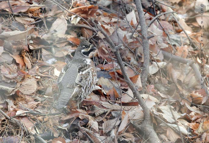 Hazel Grouse (Tetrastes bonasia) photo