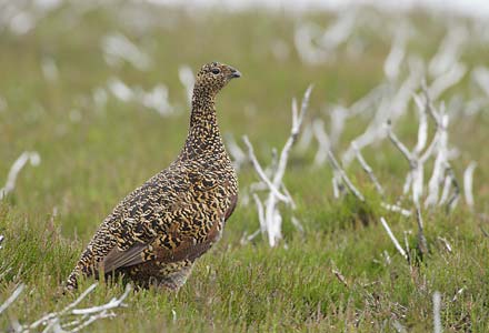 Red Grouse (Lagopus lagopus lagopus) photo