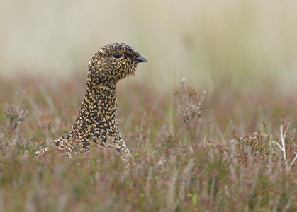 Red Grouse (Lagopus lagopus lagopus) photo