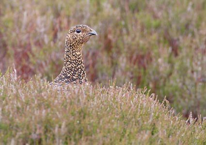 Red Grouse (Lagopus lagopus lagopus) photo