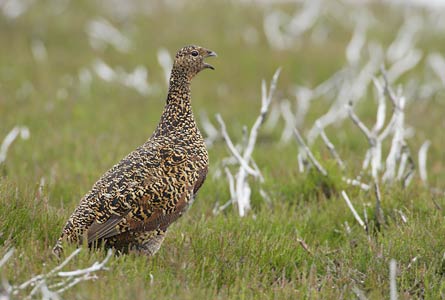 Red Grouse (Lagopus lagopus lagopus) photo