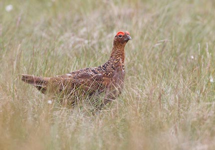 Red Grouse (Lagopus lagopus lagopus) photo