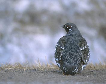 Spruce Grouse (Falcipennis canadensis) photo image
