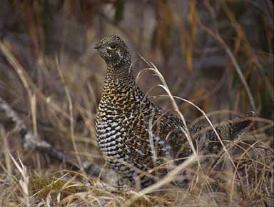 Spruce Grouse (Falcipennis canadensis) photo image