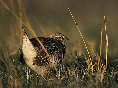 Sharp-tailed Grouse (Tympanuchus phasianellus) photo image