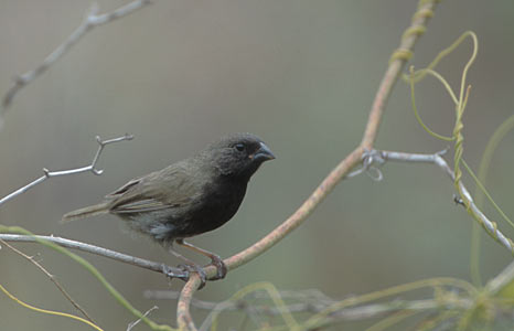 Black-faced Grassquit (Tiaris bicolor) photo image