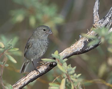 Black-faced Grassquit (Tiaris bicolor) photo image