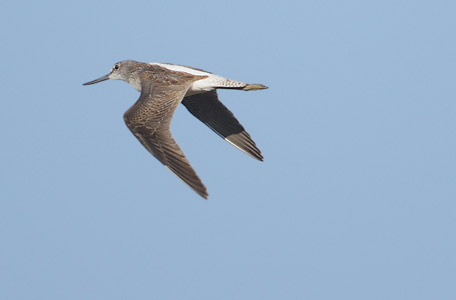 Common Greenshank (Tringa nebularia) photo image