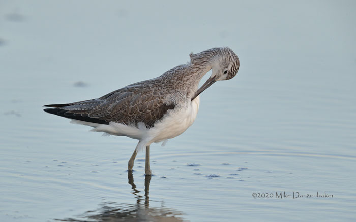 Common Greenshank (Tringa nebularia) photo image