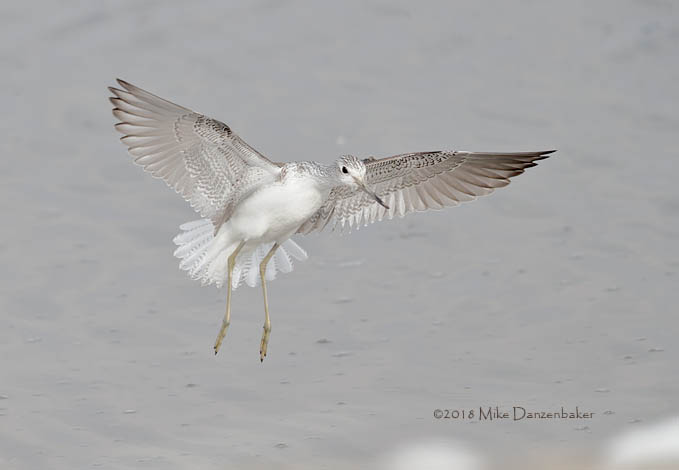 Common Greenshank (Tringa nebularia) photo image