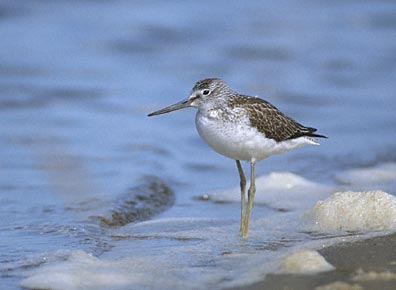 Common Greenshank (Tringa nebularia) photo image