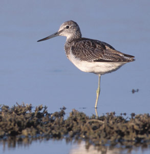 Common Greenshank (Tringa nebularia) photo image
