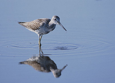 Common Greenshank (Tringa nebularia) photo image