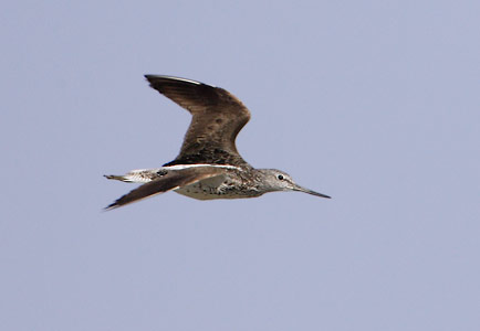 Common Greenshank (Tringa nebularia) photo image