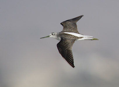Common Greenshank (Tringa nebularia) photo image