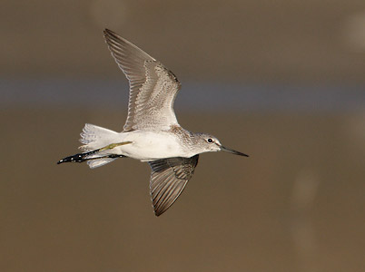 Common Greenshank (Tringa nebularia) photo image
