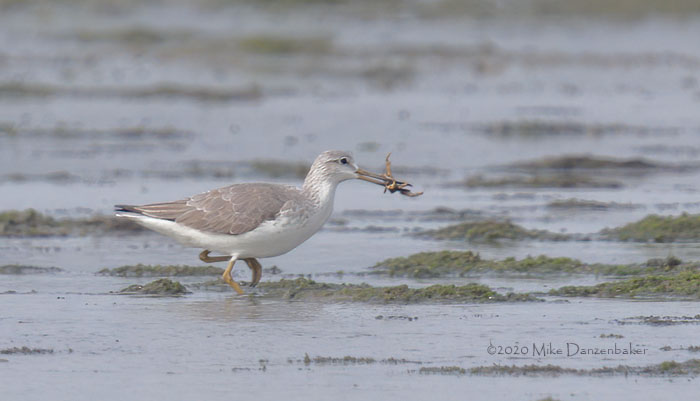 Nordmann's Greenshank (Tringa guttifer) photo image