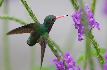Blue-throated Sapphire (Hylocharis eliciae) photo image
