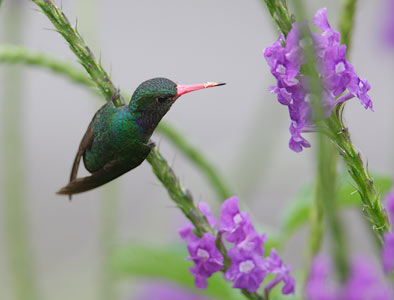Blue-throated Sapphire (Hylocharis eliciae) photo image
