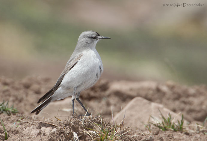 Black-fronted Ground-Tyrant (Muscisaxicola frontalis) photo