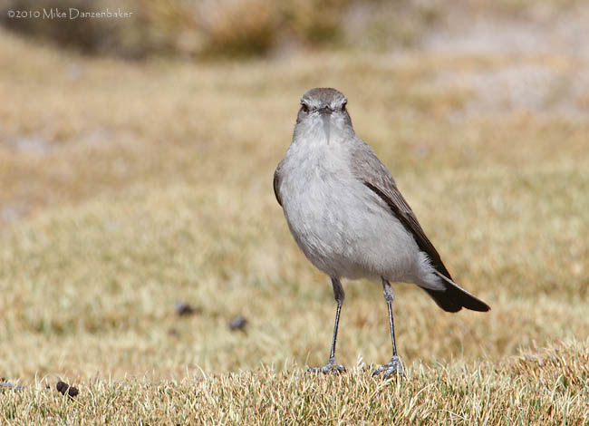 Puna Ground Tyrant (Muscisaxicola juninensis) photo image