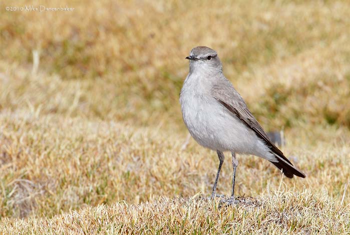 Puna Ground Tyrant (Muscisaxicola juninensis) photo image