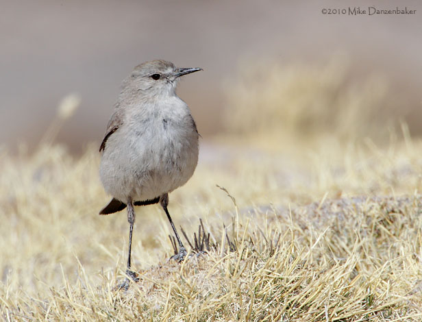 Puna Ground Tyrant (Muscisaxicola juninensis) photo image