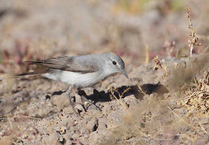 Rufous-naped Ground-Tyrant (Muscisaxicola rufivertex) photo