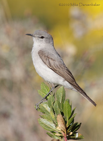 Rufous-naped Ground-Tyrant (Muscisaxicola rufivertex) photo