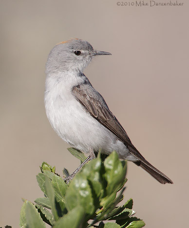 Rufous-naped Ground-Tyrant (Muscisaxicola rufivertex) photo