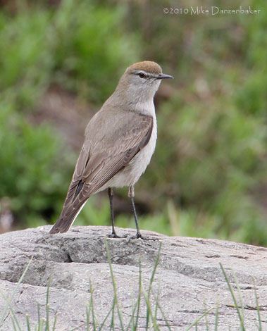 White-browed Ground Tyrant (Muscisaxicola albilora) photo image