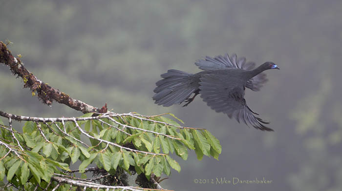 Black Guan (Chamaepetes unicolor) photo