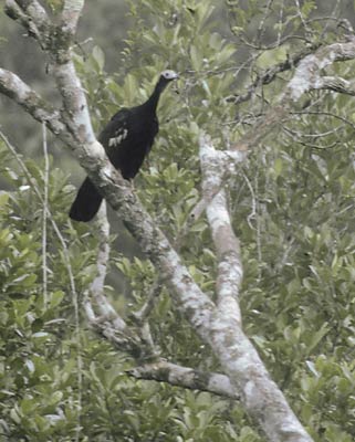 Blue-throated Piping-Guan (Pipile cumanensis) photo image