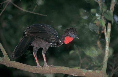 Crested Guan (Penelope purpurascens) photo image