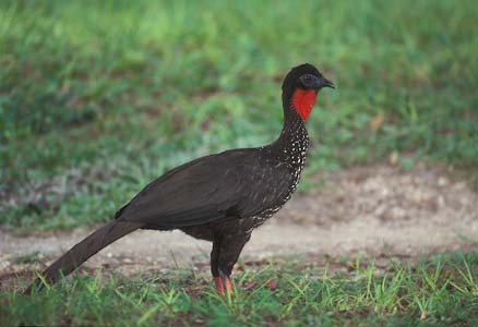 Crested Guan (Penelope purpurascens) photo image