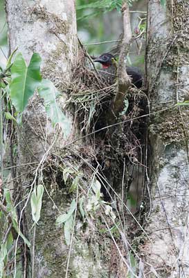 Crested Guan (Penelope purpurascens) photo image